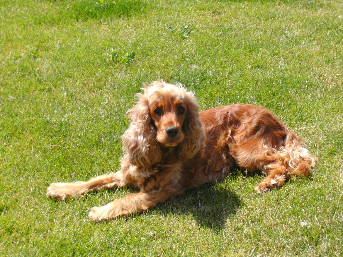 Cocker spaniel Nala (passer) billede 14