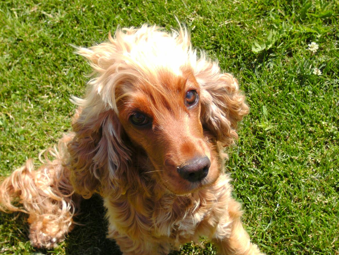 Cocker spaniel Nala (passer) billede 15