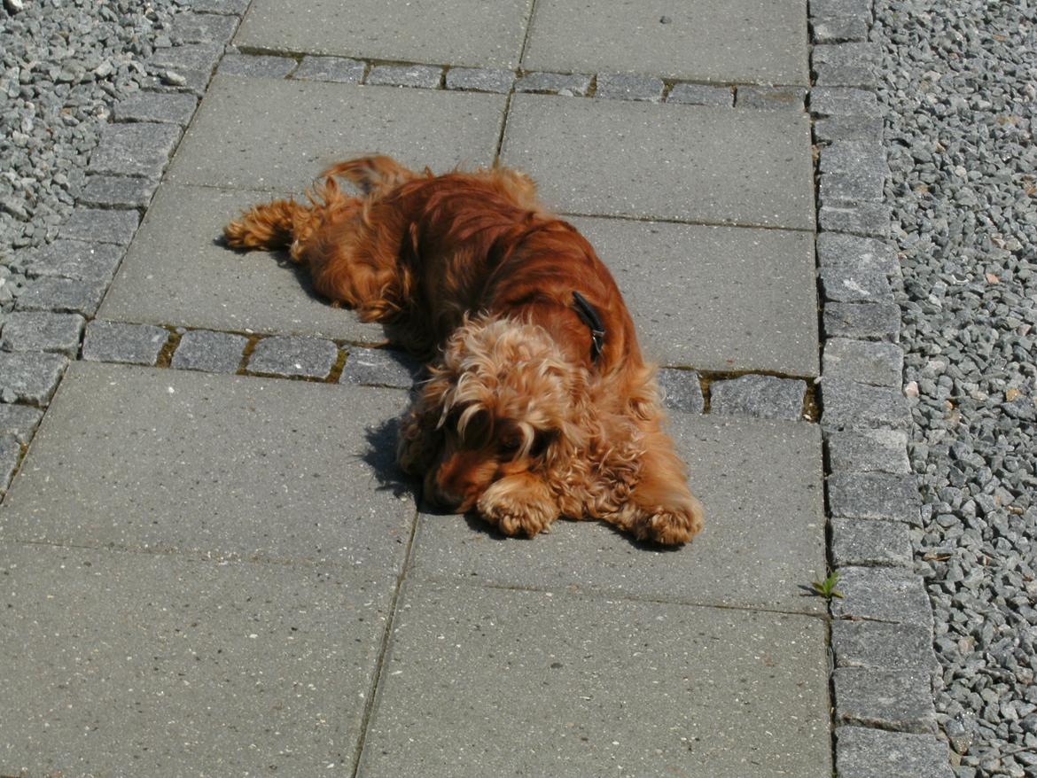 Cocker spaniel Nala (passer) billede 17