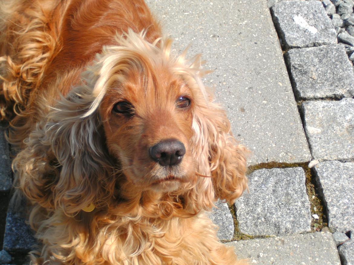 Cocker spaniel Nala (passer) billede 1