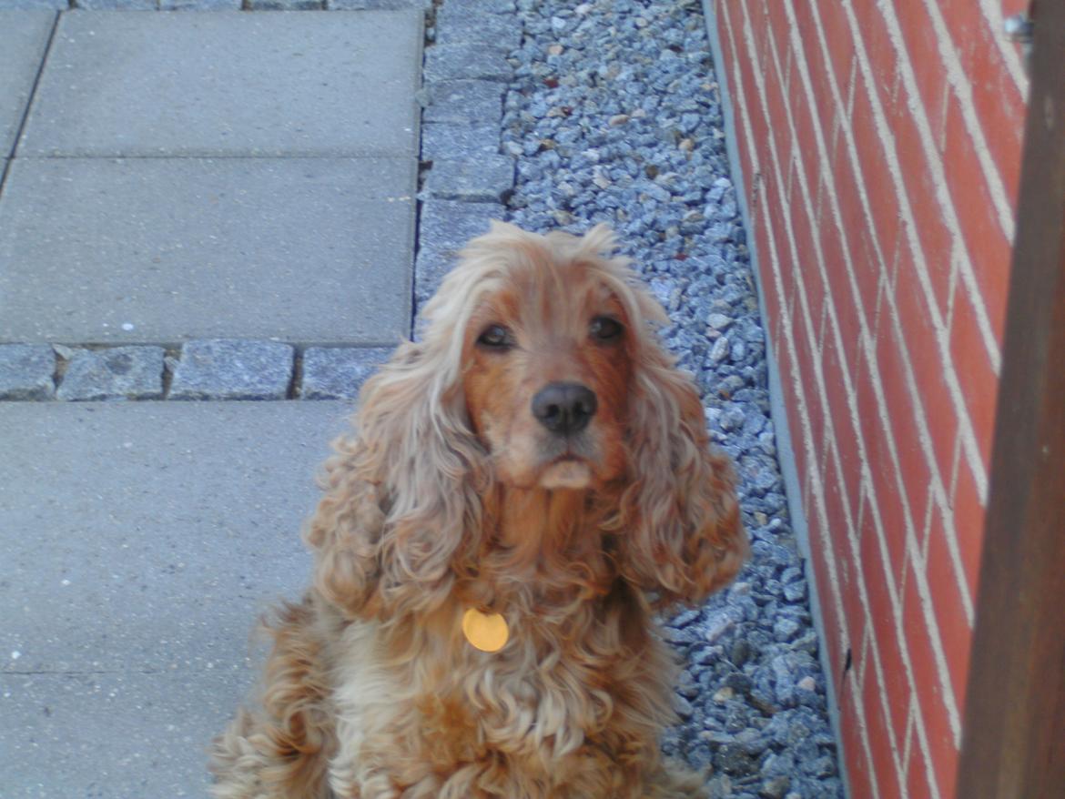 Cocker spaniel Nala (passer) billede 18