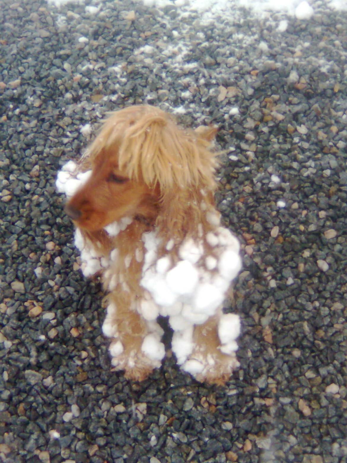 Cocker spaniel Nala (passer) billede 19