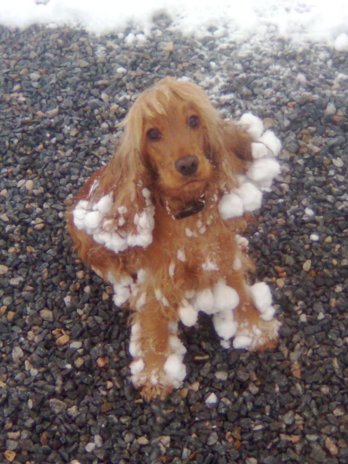 Cocker spaniel Nala (passer) billede 20