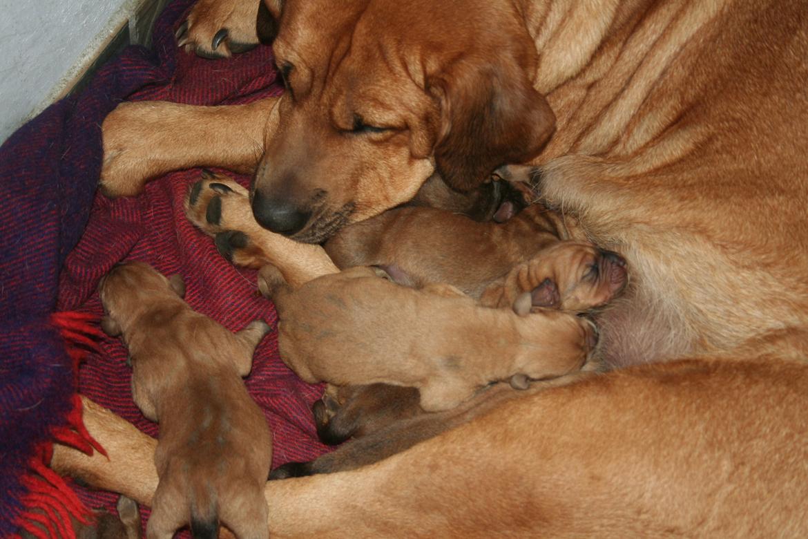 Blanding af racer Akeela billede 12