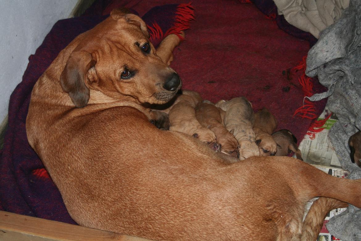 Blanding af racer Akeela billede 13