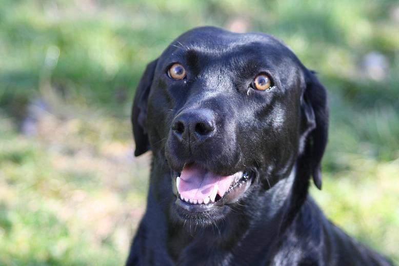 Labrador retriever Alina Mark Bustrup (formel 1) - When you smile, the sun is shining <3 billede 19