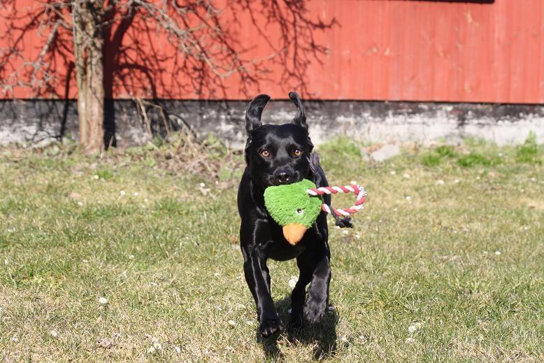 Labrador retriever Alina Mark Bustrup (formel 1) - Chili med sit ynglings legetøj :P billede 20