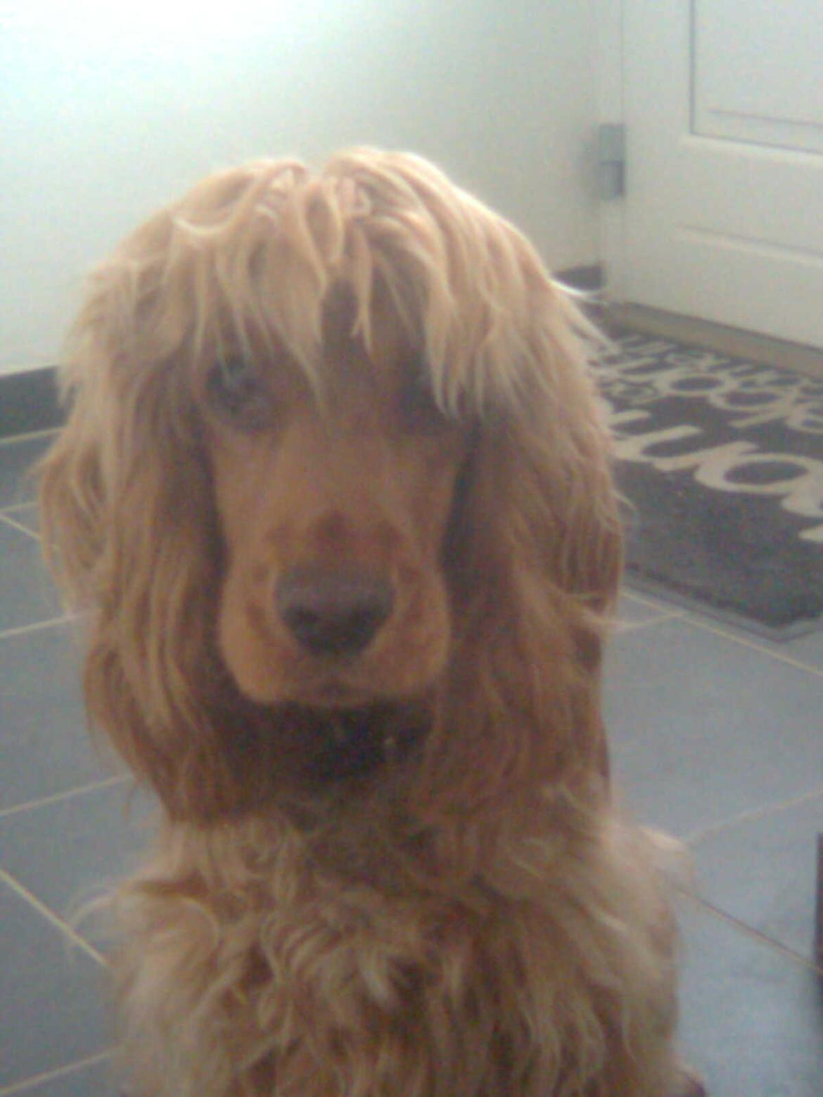 Cocker spaniel Nala (passer) billede 13