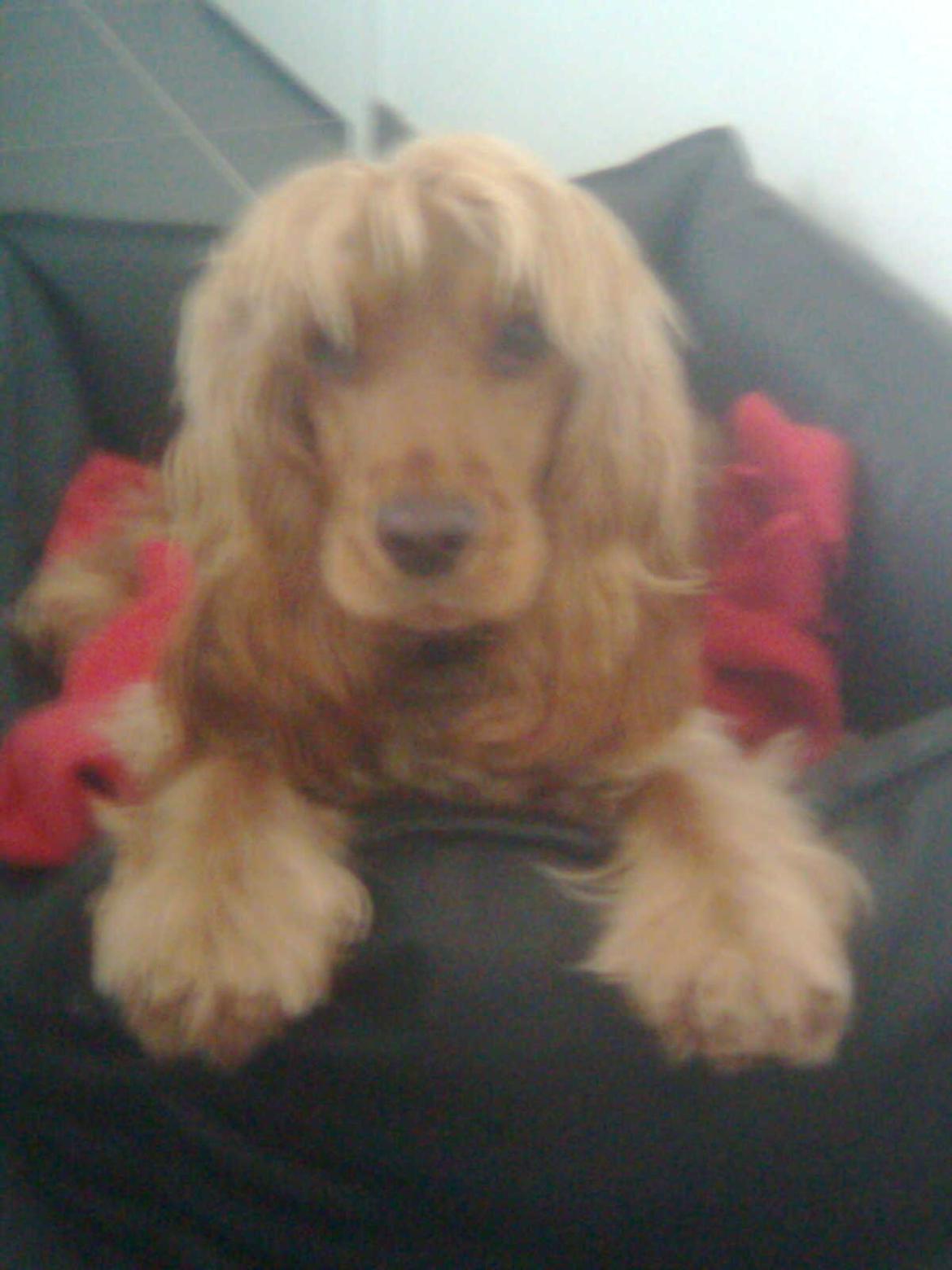 Cocker spaniel Nala (passer) billede 16