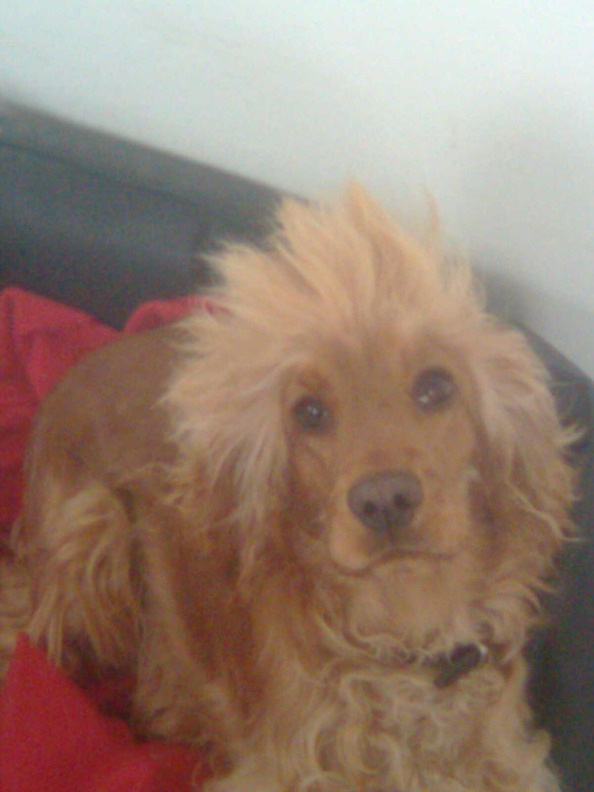 Cocker spaniel Nala (passer) billede 6