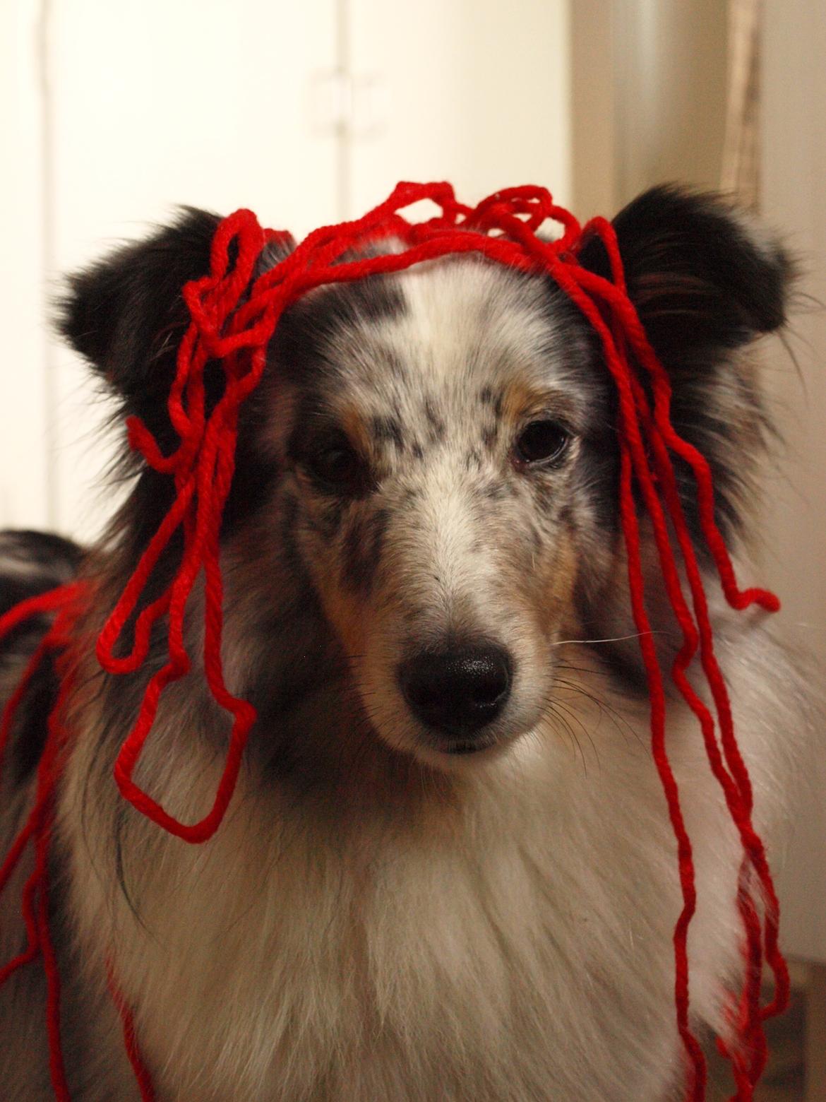 Shetland sheepdog Shenaja Blue Star On The Sky - Chicha <3 - Chicha havde stjålet mit garn og da jeg så kalder på hende bliver jeg mødt af dette syn. Kan man andet end at elske hende?;-) - 2012.  billede 15
