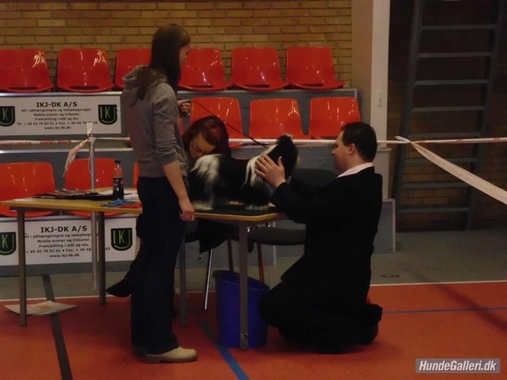 Shih tzu Flindt´s Born To Beauty (Bumle) - Marts 2012
Udstilling i Kliplev
Fik 2 * Cert  billede 12