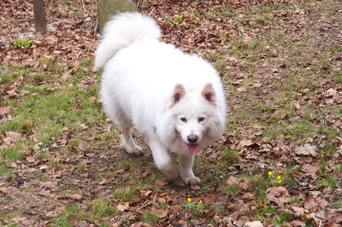 Samojedhund Columbus billede 7