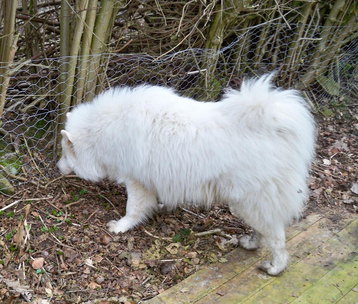 Samojedhund Columbus billede 8