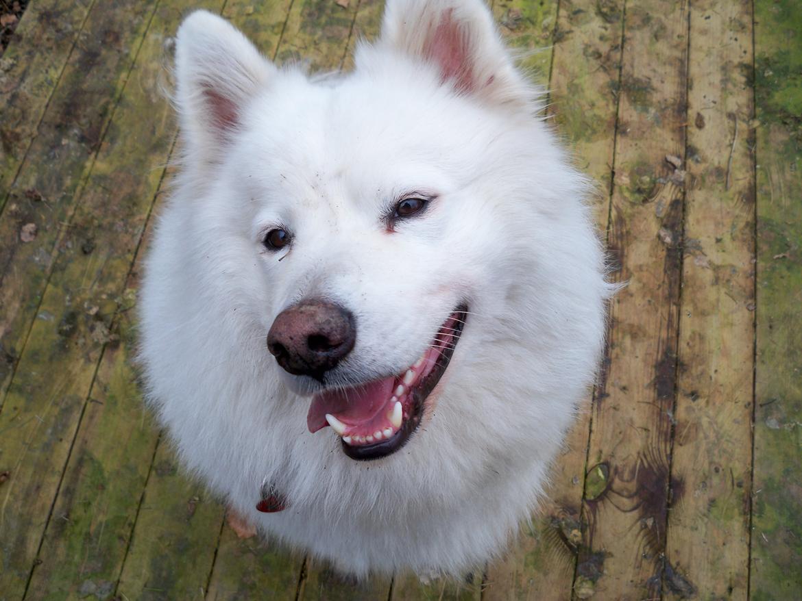 Samojedhund Columbus billede 9