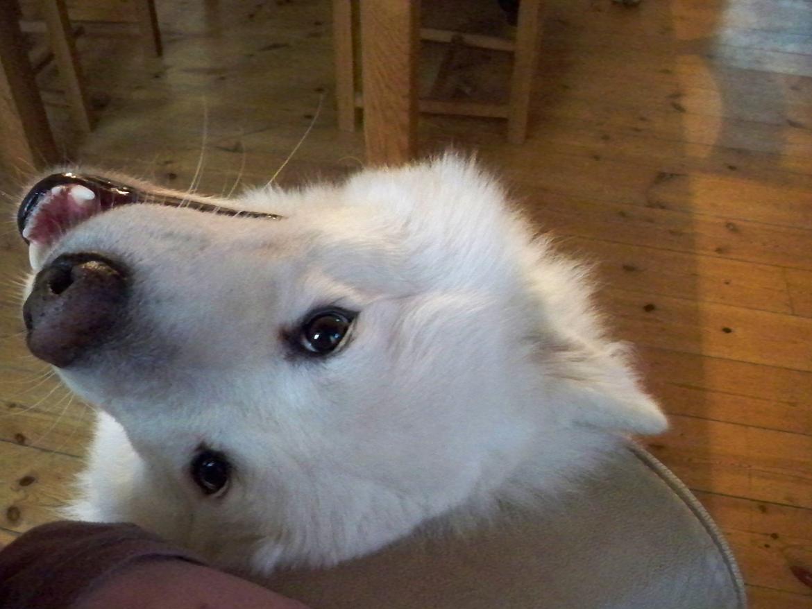 Samojedhund Columbus - Mon der falder lidt nus af, hvis man ser kær ud? ;) billede 10
