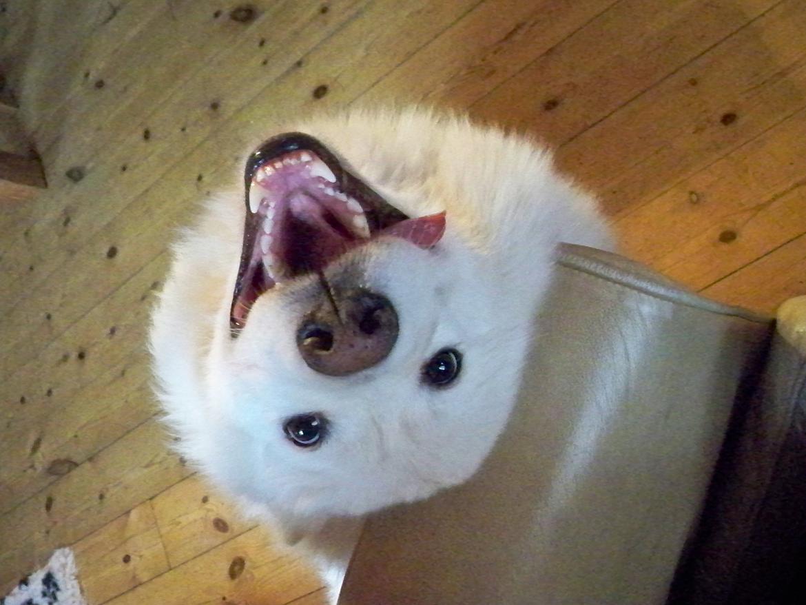 Samojedhund Columbus - Tossen ved liiiige, hvordan man skal vende hovedet for at få nus ;) billede 2