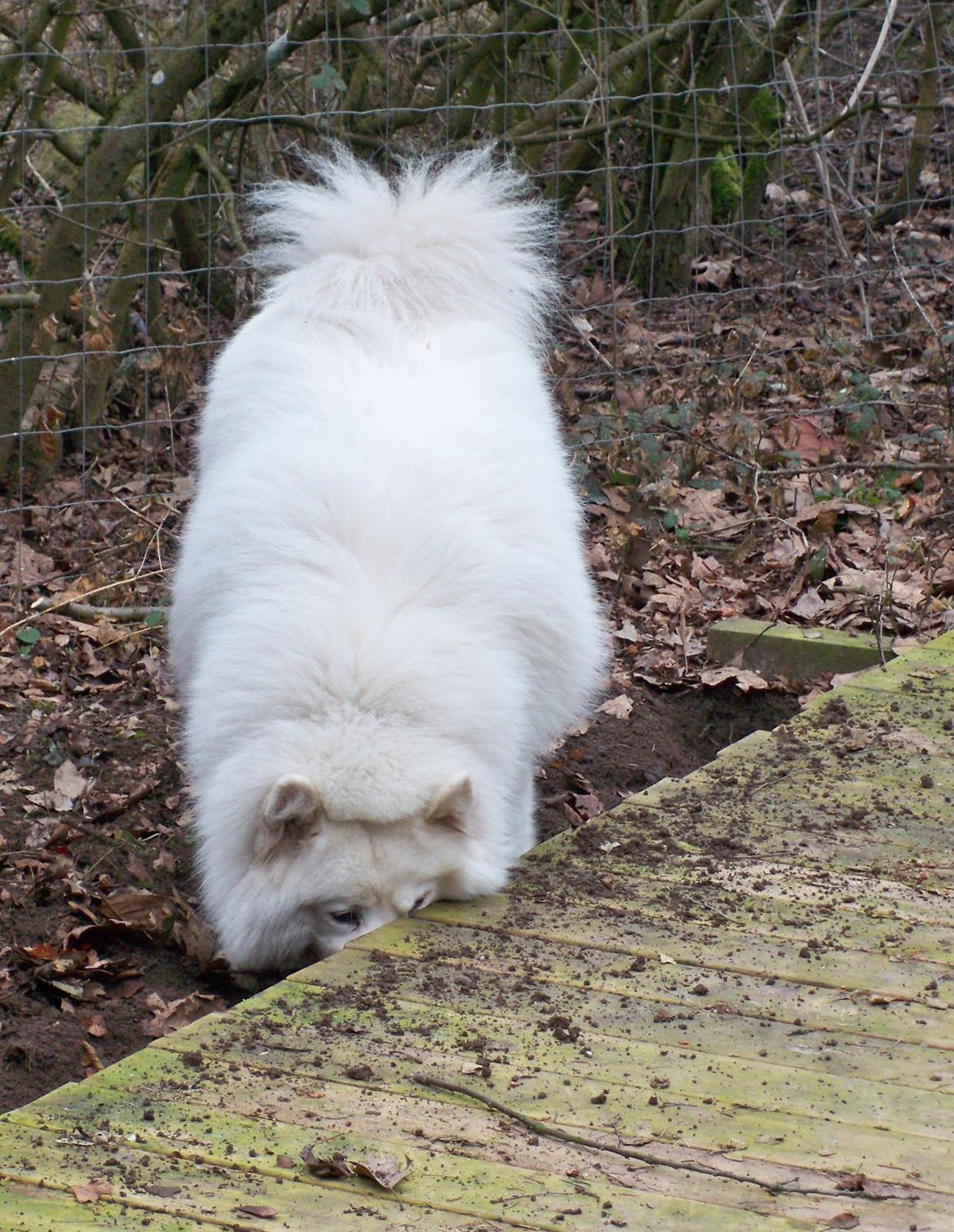 Samojedhund Columbus - "Jeg graver da lige et hul under terassen" billede 11