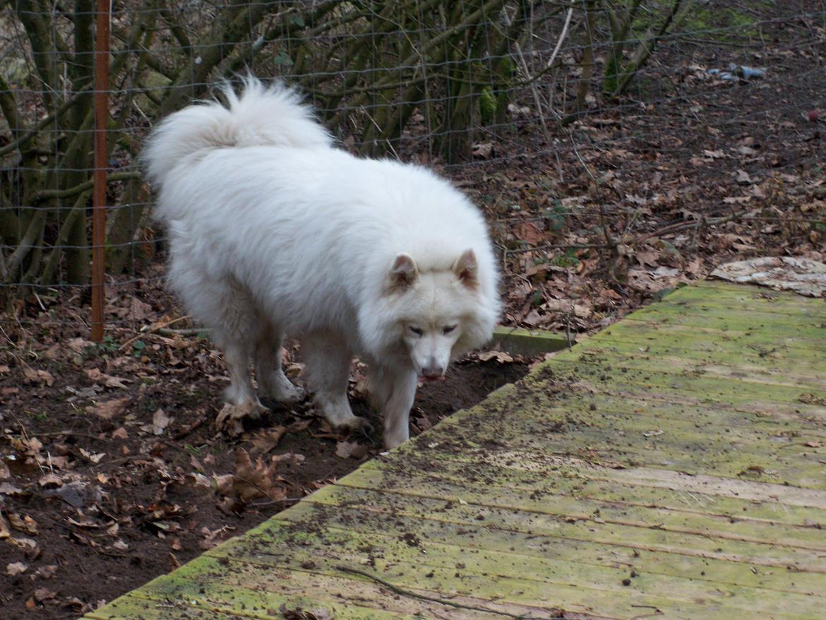 Samojedhund Columbus billede 12