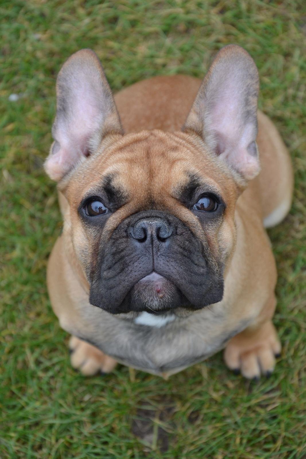 Fransk bulldog Holger billede 6