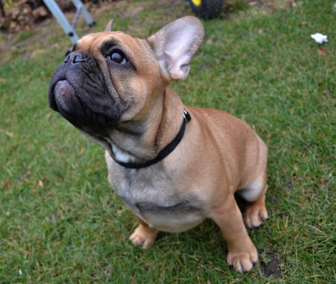 Fransk bulldog Holger billede 7