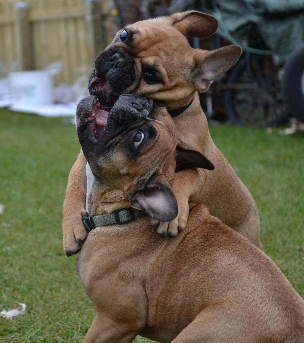 Fransk bulldog Holger billede 8