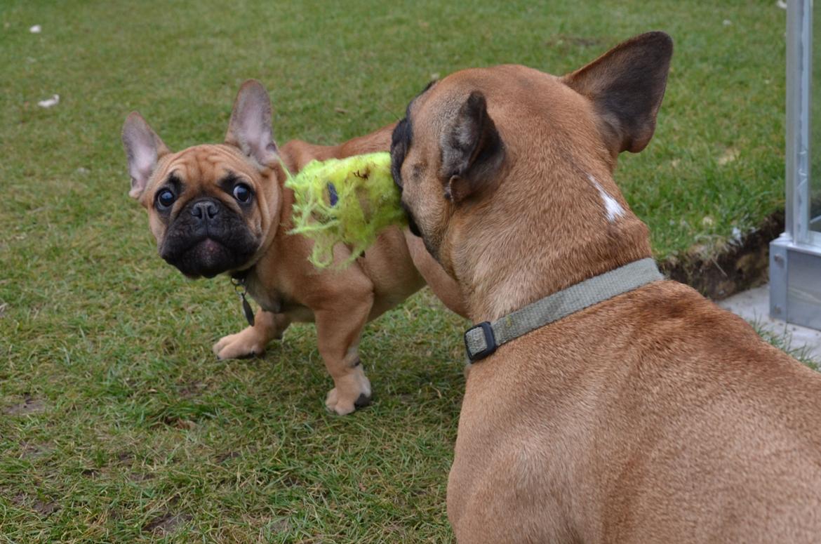 Fransk bulldog Holger billede 9