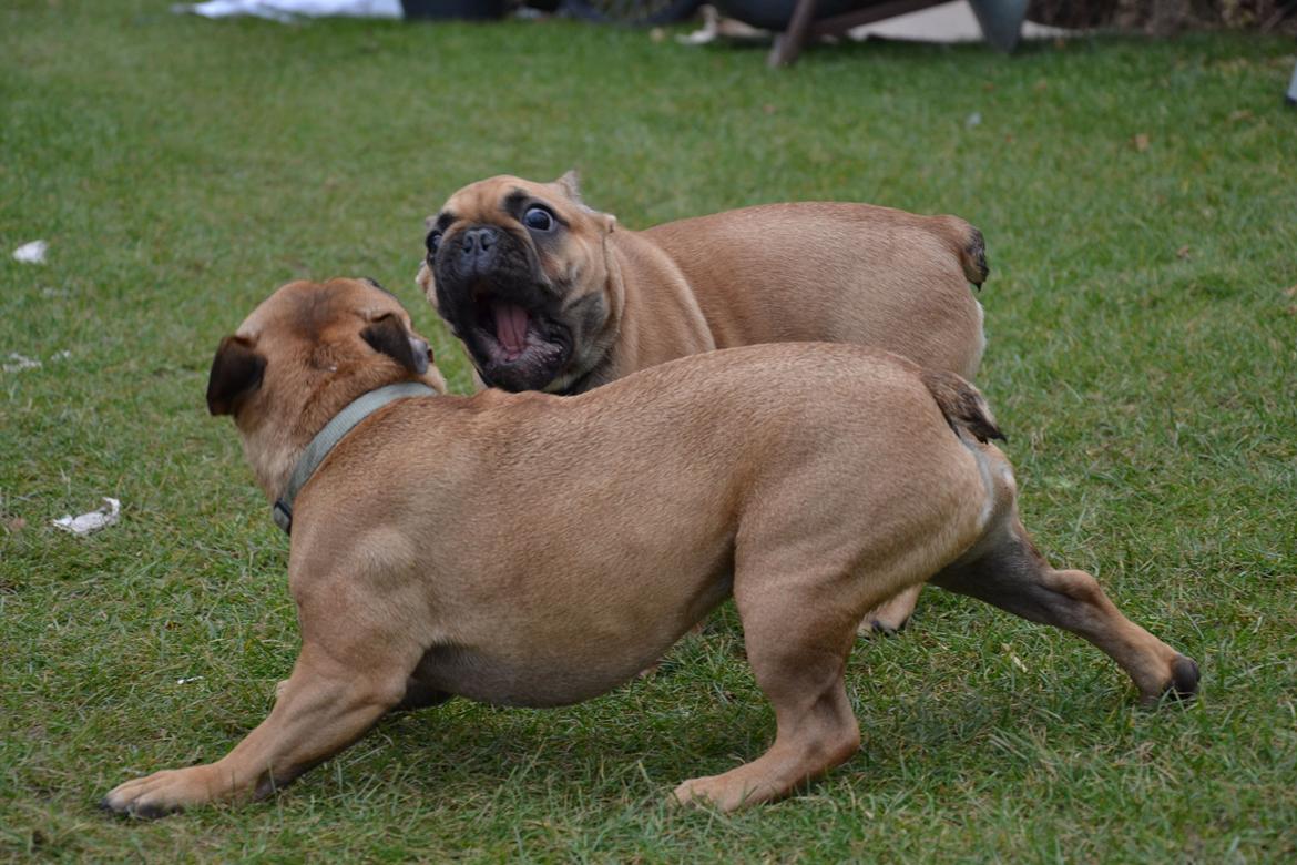 Fransk bulldog Holger billede 10