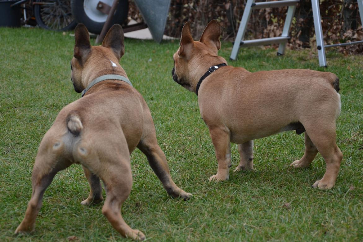 Fransk bulldog Holger - Hvad var det for en lyd? Holger til højre. billede 11
