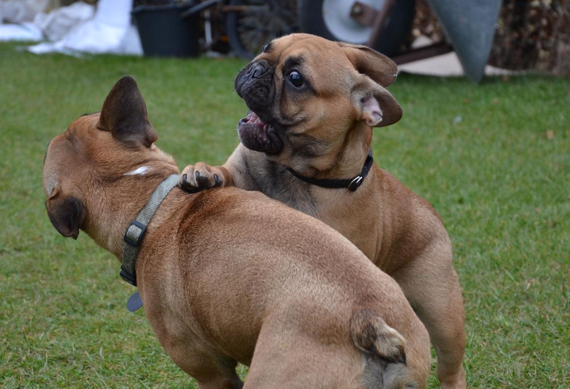 Fransk bulldog Holger billede 12