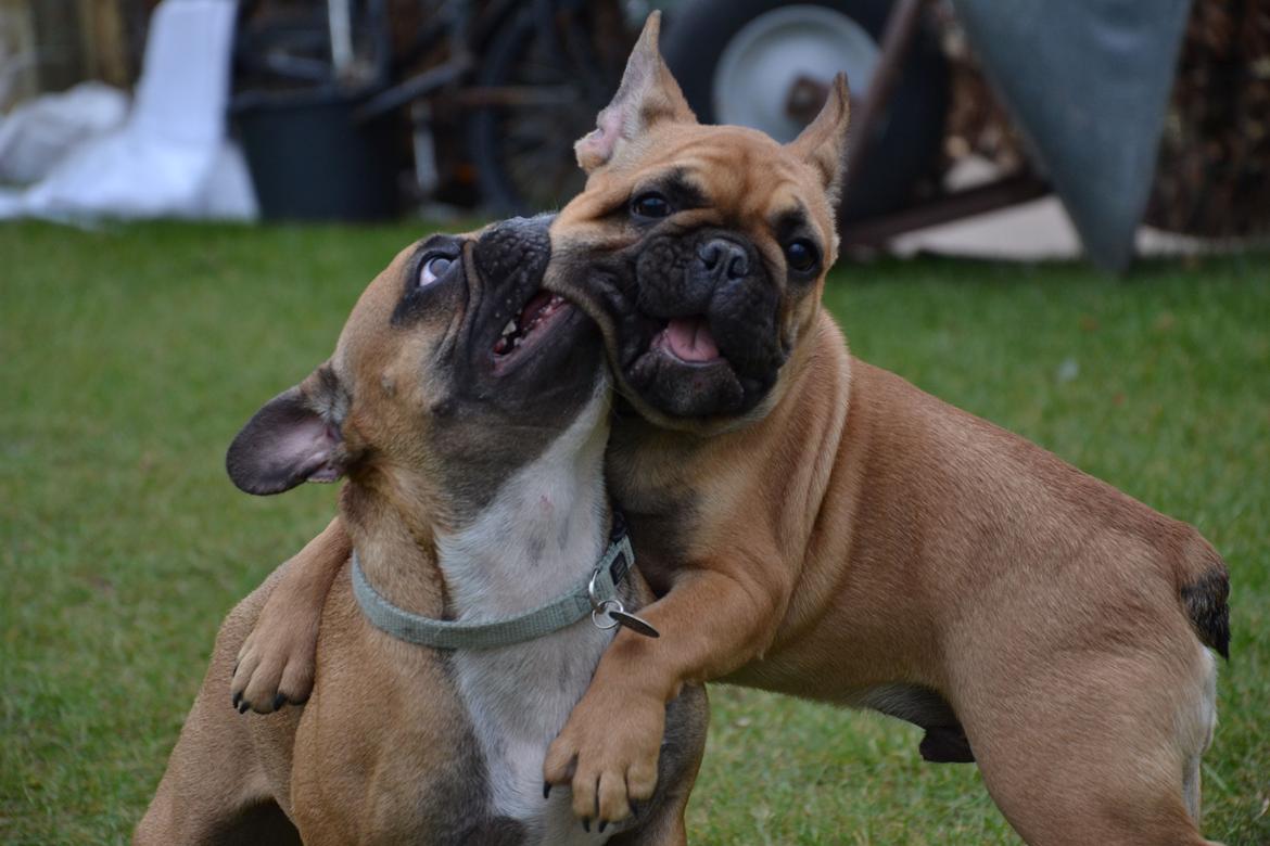 Fransk bulldog Holger billede 13