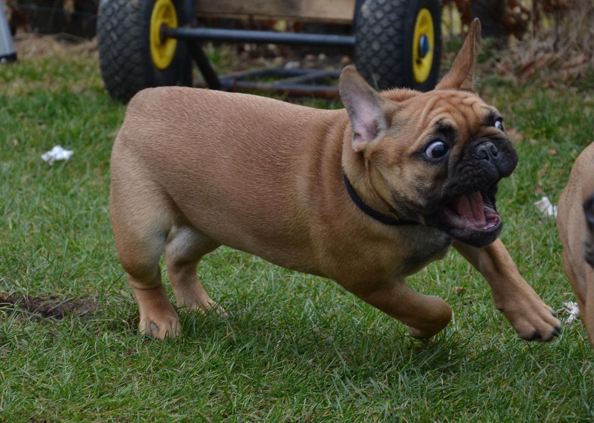 Fransk bulldog Holger billede 14