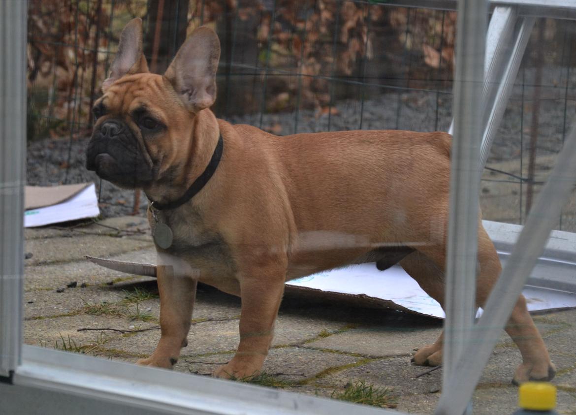 Fransk bulldog Holger - Gemmer sig bag drivhuset. billede 15