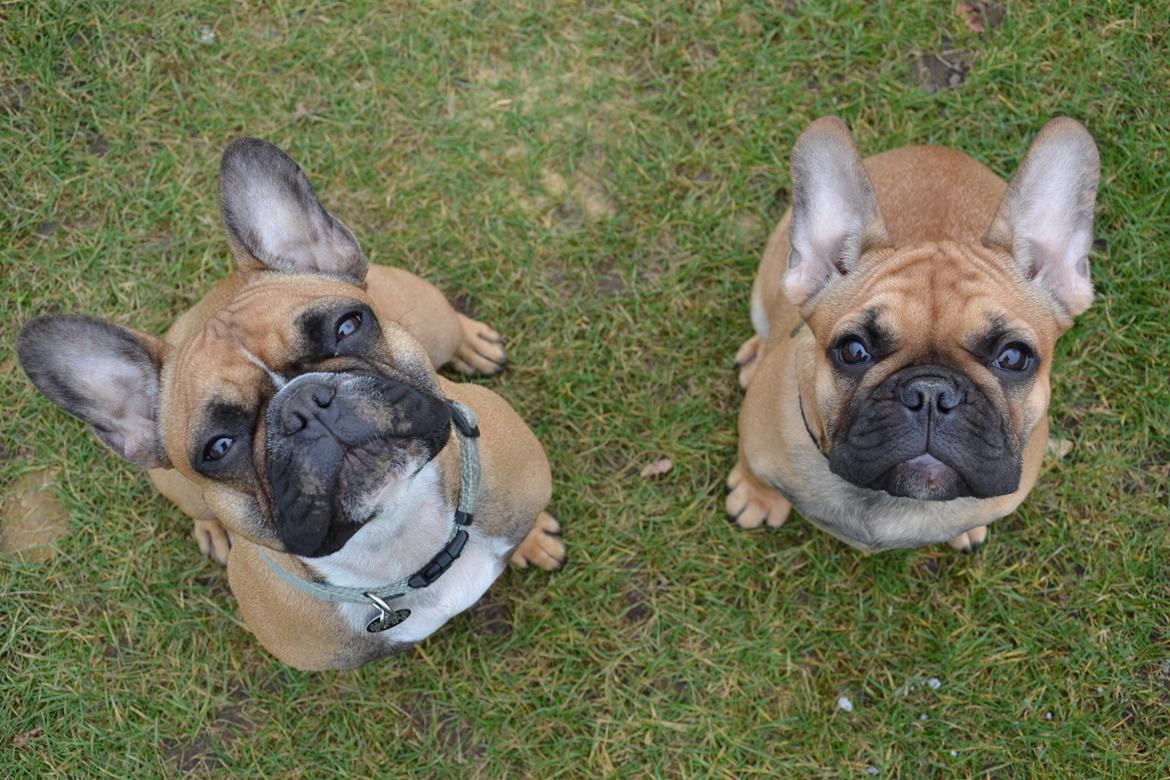 Fransk bulldog Holger - Kommer der en godbid nu??? billede 16