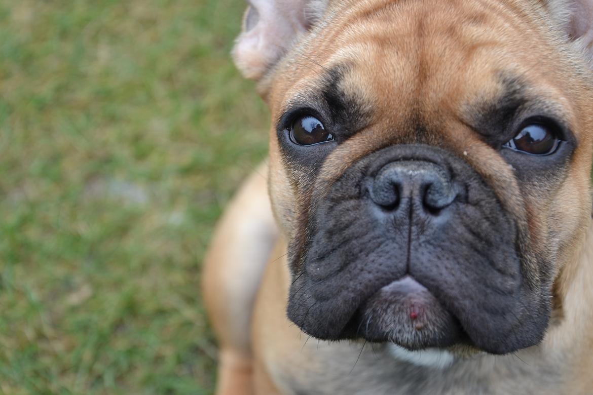 Fransk bulldog Holger billede 17