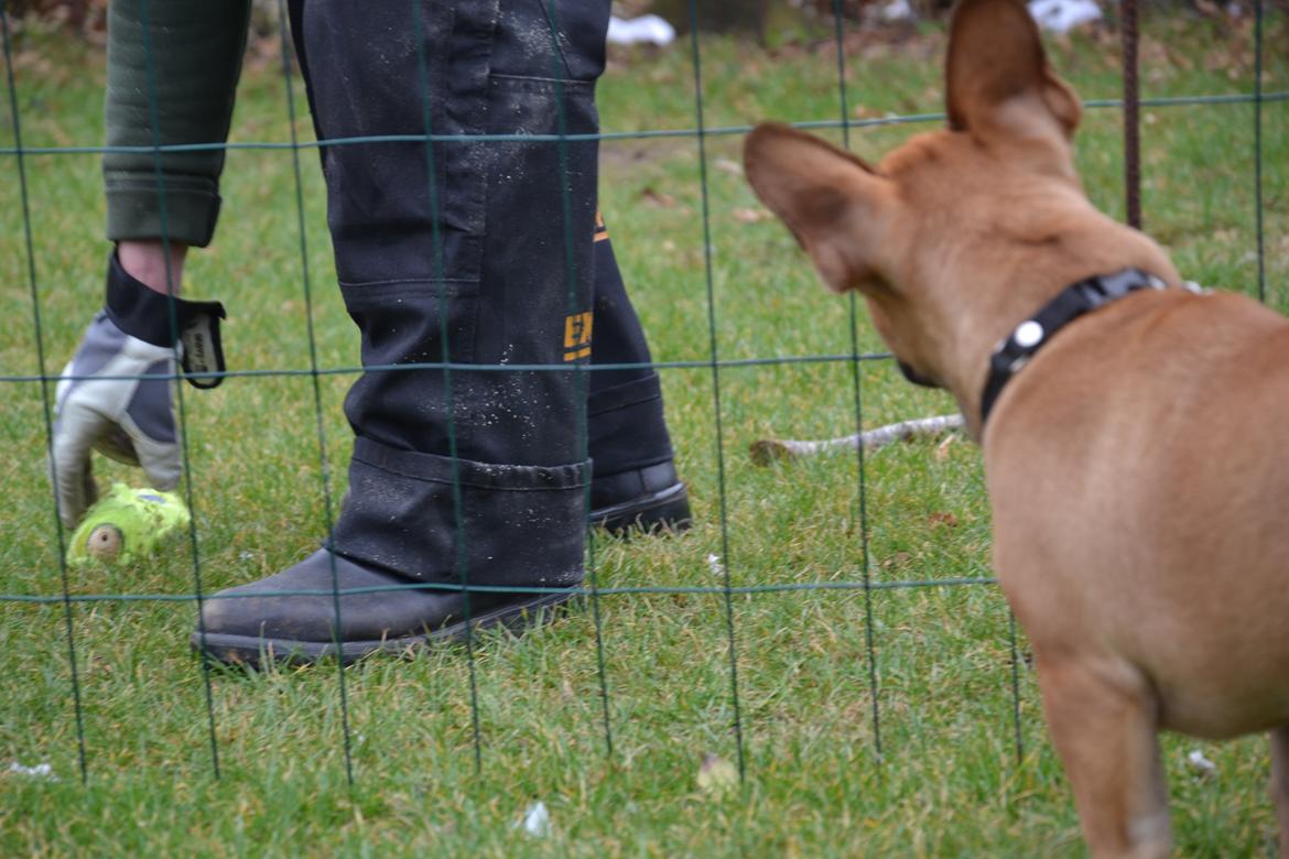 Fransk bulldog Holger billede 18