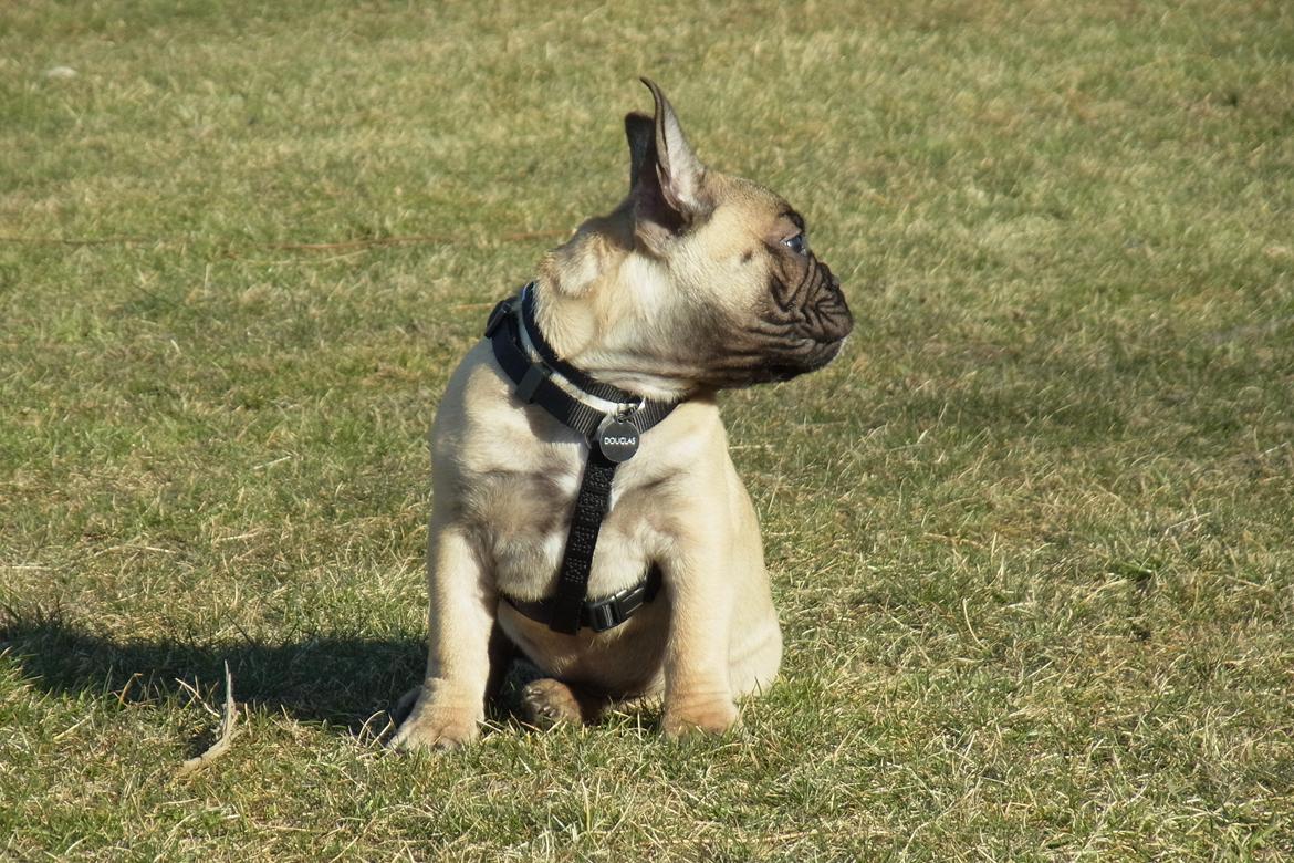 Fransk bulldog Douglas - 14.03.12. - 12 uger. billede 7
