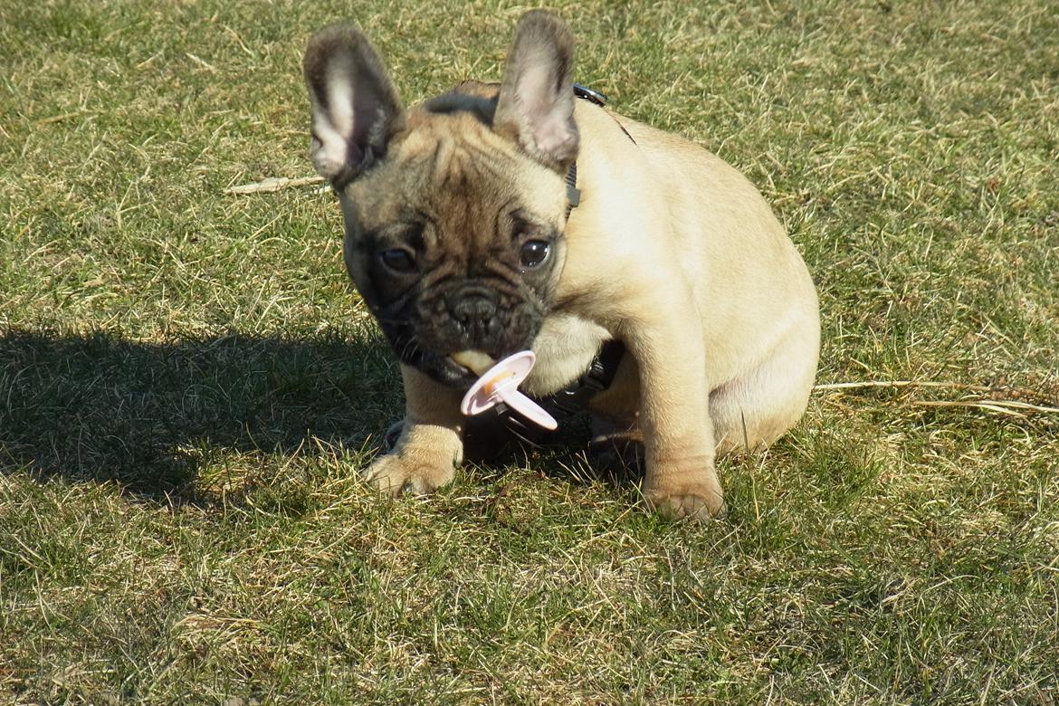 Fransk bulldog Douglas - 14.03.12. - 12 uger. 
Fandt en sut på vejen! :D billede 8
