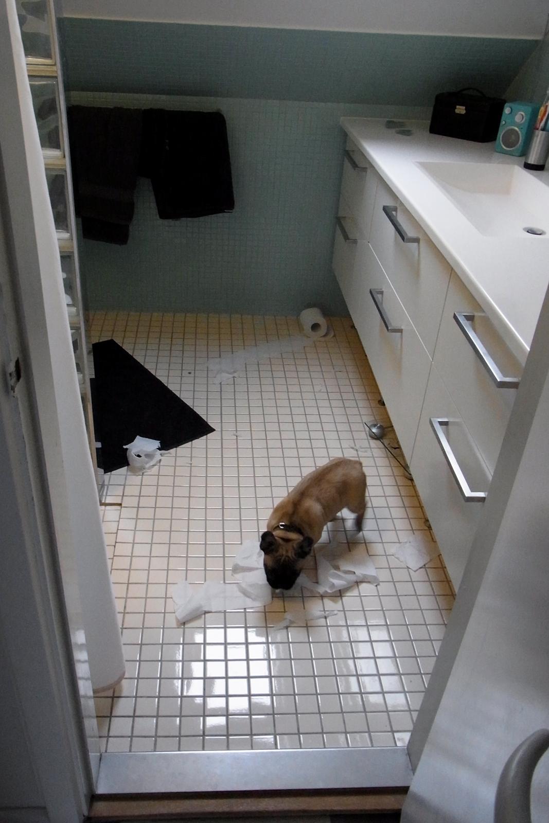Fransk bulldog Douglas - Jeg fik snuppet toiletrullen uden mor og far opdagede det! :D billede 9