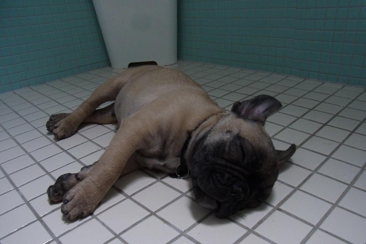 Fransk bulldog Douglas - Eeeeelsker at putte på det varme badeværelsesgulv! billede 10