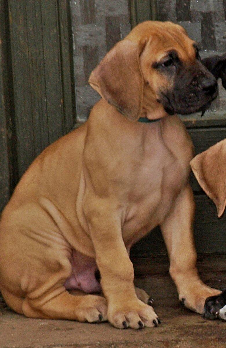 Grand danois Domino - Baby Domino :o) billede 9