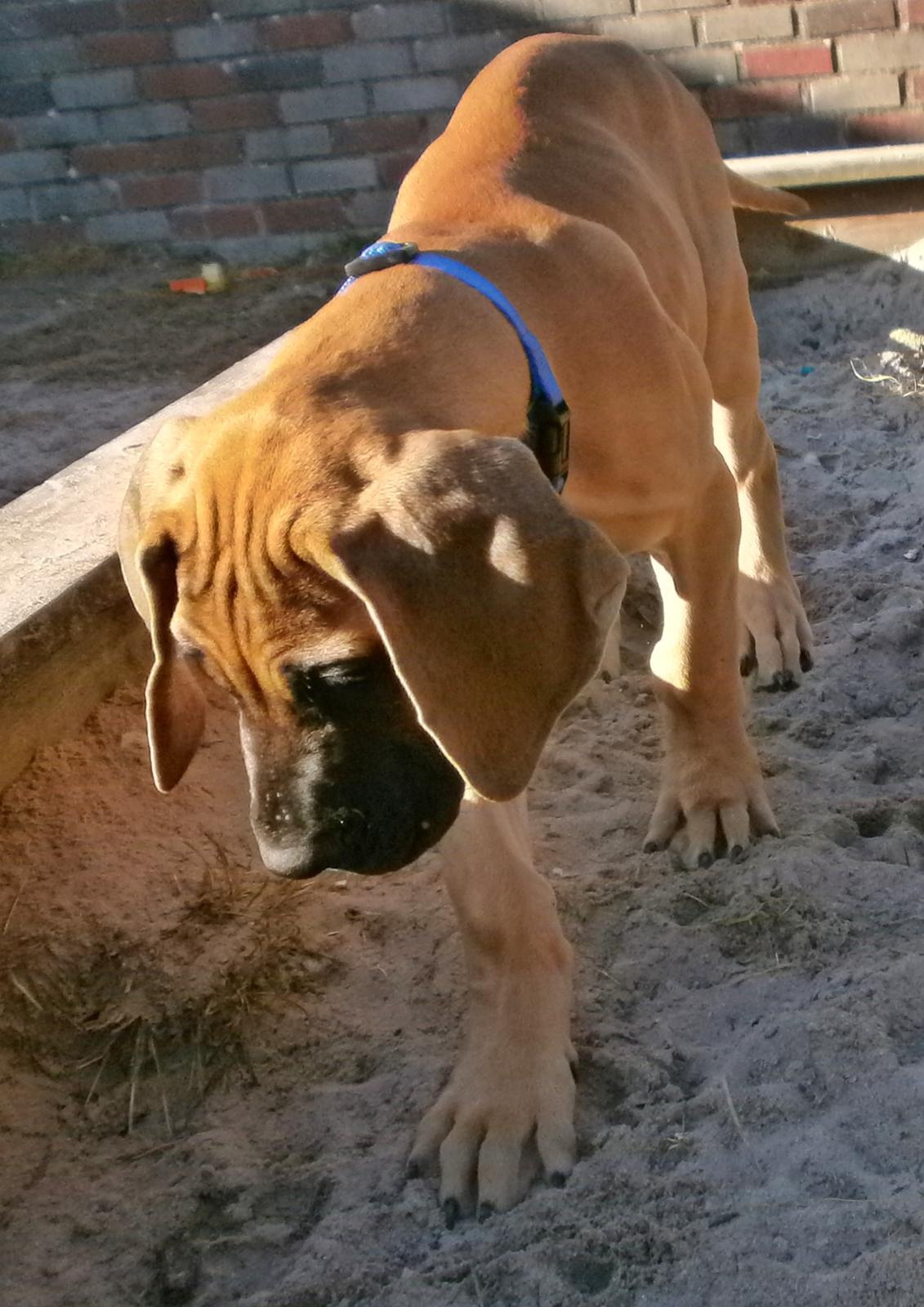 Grand danois Domino - Domino i sandkassen ;-) billede 10