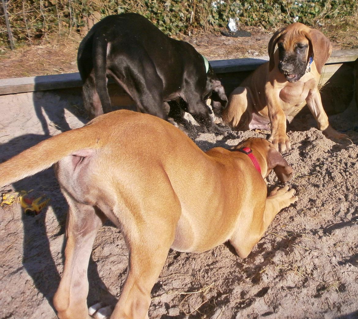 Grand danois Domino - Domino til højre billede 11