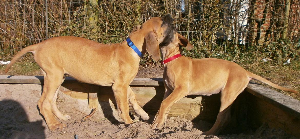 Grand danois Domino - Leger med søster Aishah billede 12