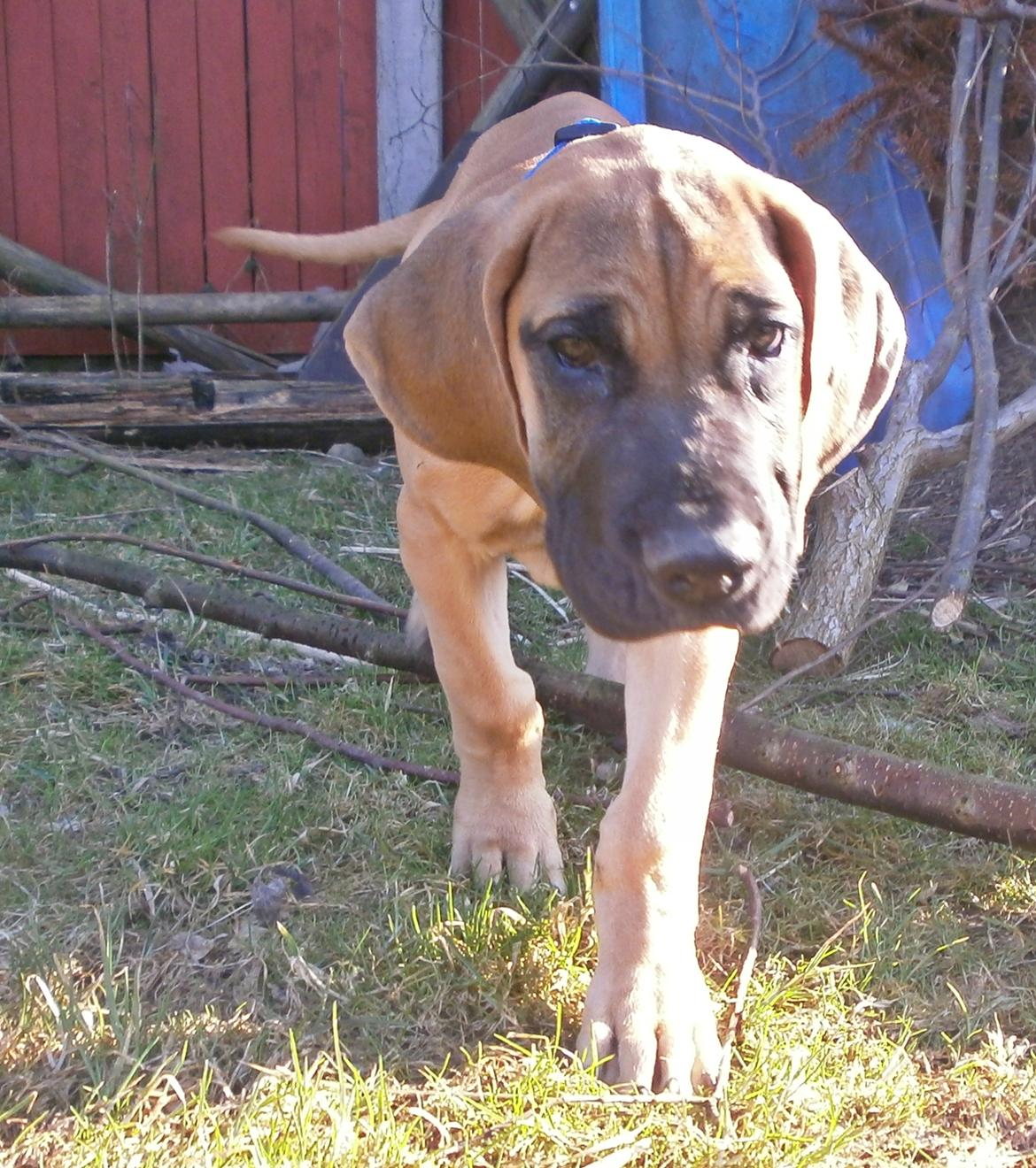 Grand danois Domino - Domino 12 uger . billede 14