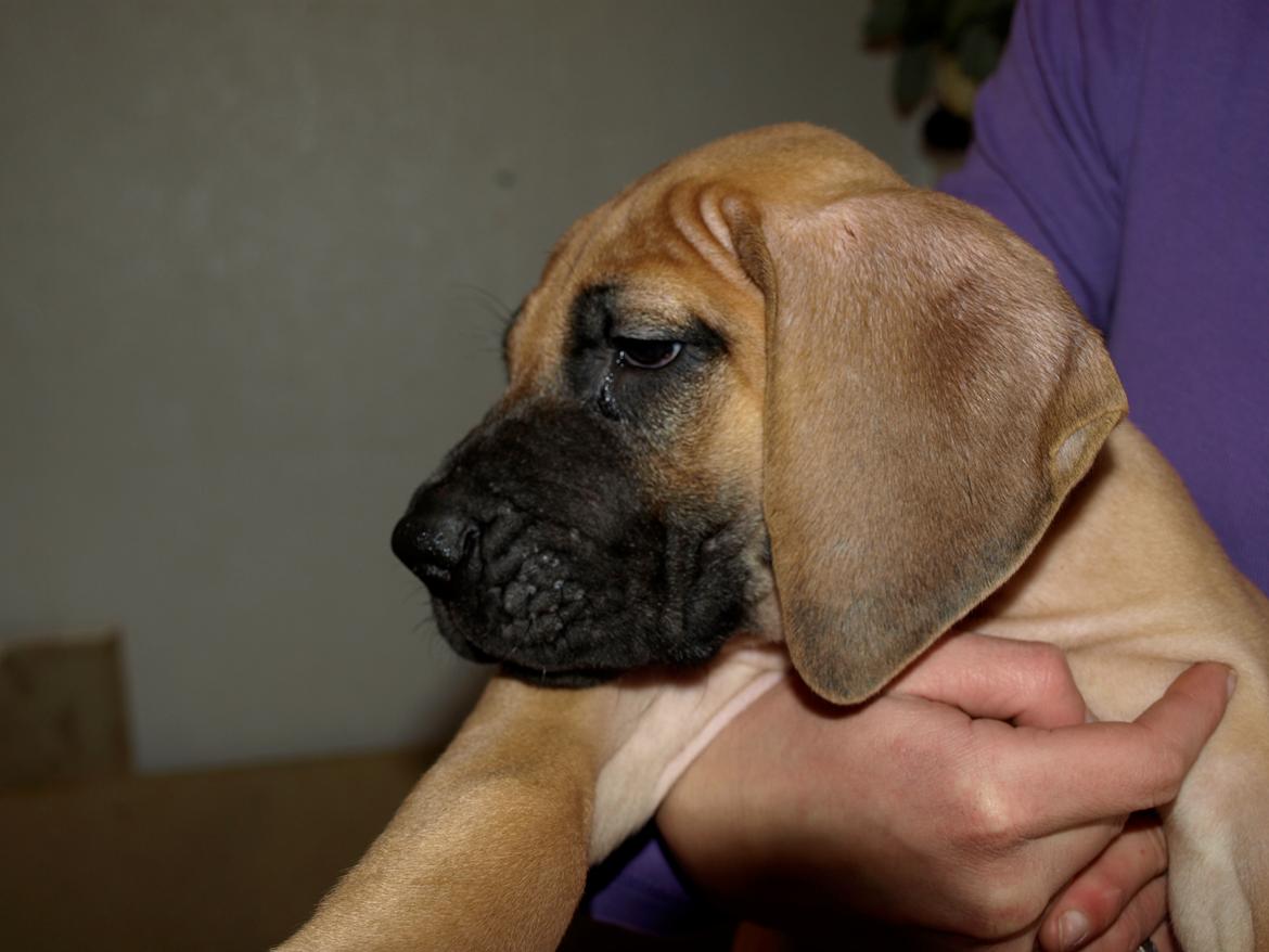 Grand danois Domino - Smuk lille fyr .. billede 15