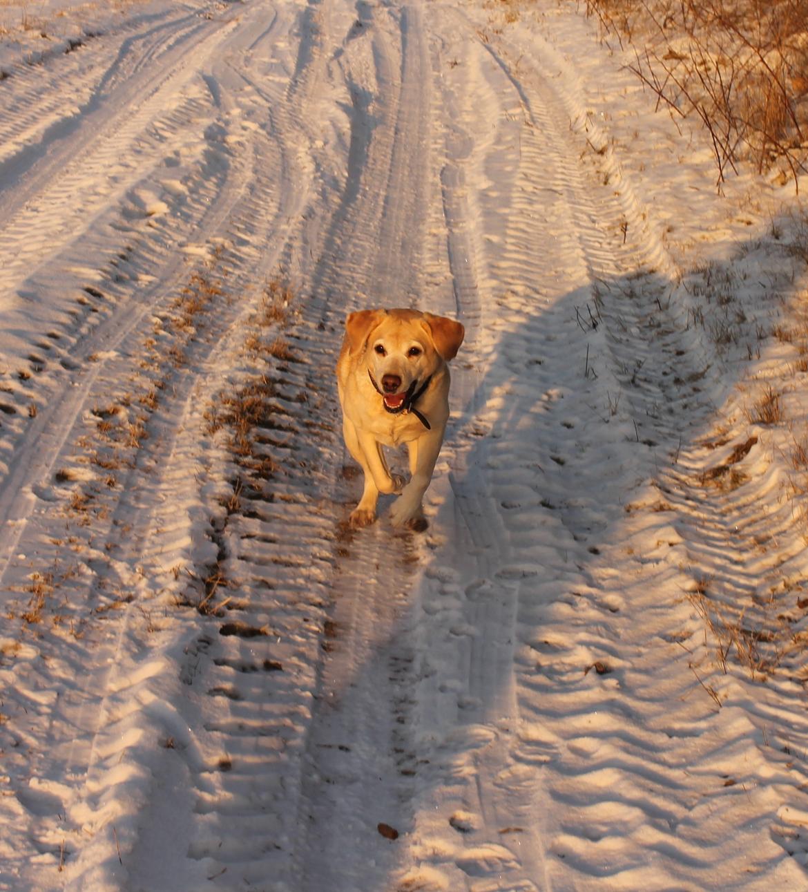 Labrador retriever Celine billede 13