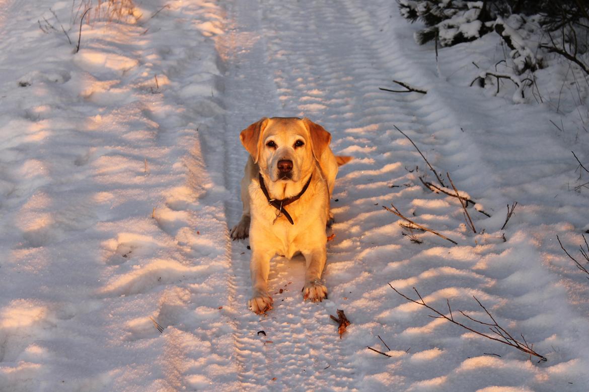 Labrador retriever Celine billede 8