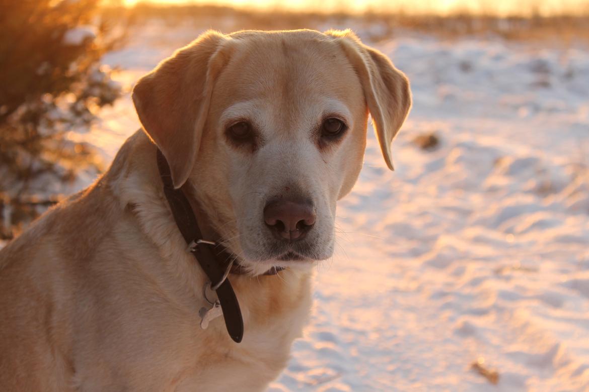 Labrador retriever Celine billede 5