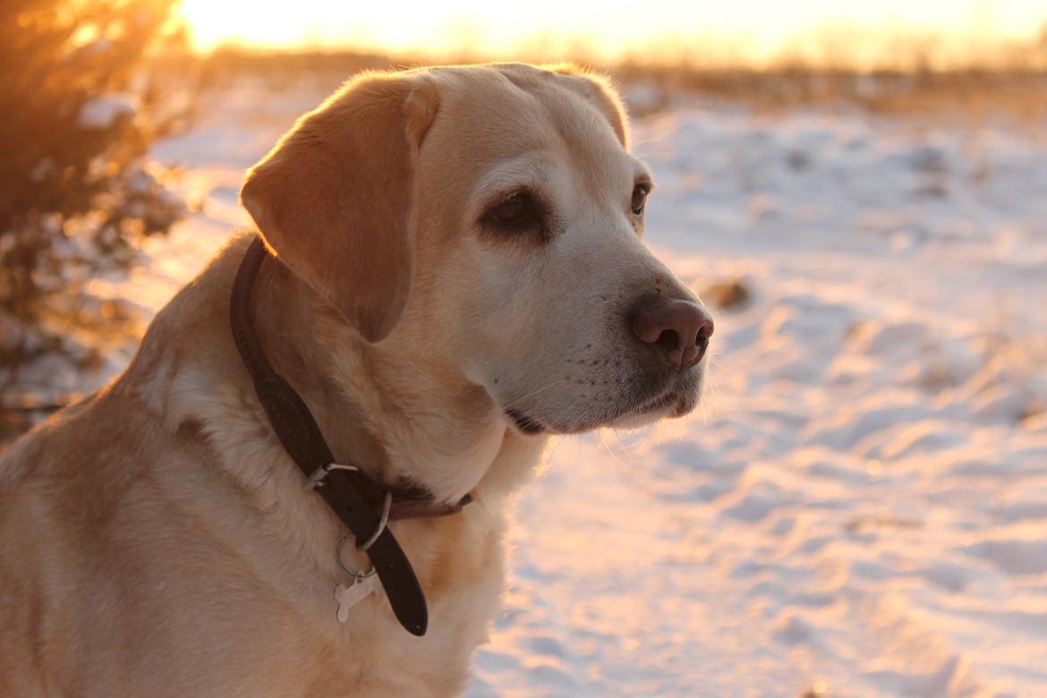 Labrador retriever Celine billede 15